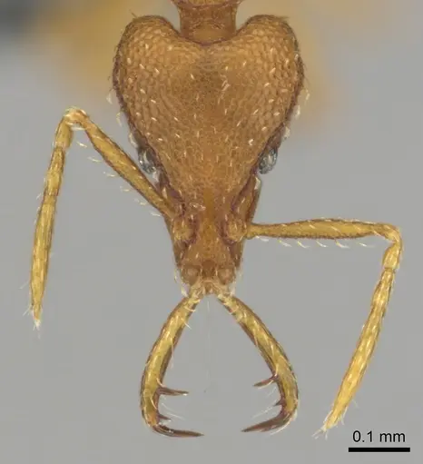Strumigenys vazerka specimen CASENT0815709 image casent0815709_2