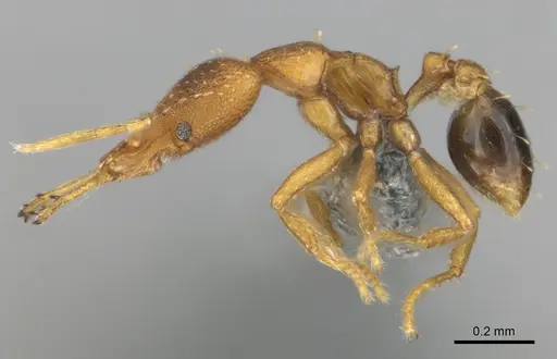 Strumigenys vazerka specimen CASENT0815709 image casent0815709_3