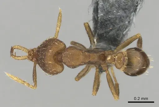 Strumigenys vazerka specimen CASENT0815926 image casent0815926_1