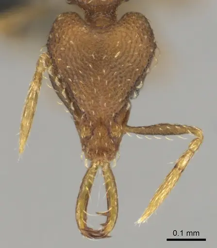 Strumigenys vazerka specimen CASENT0815926 image casent0815926_2