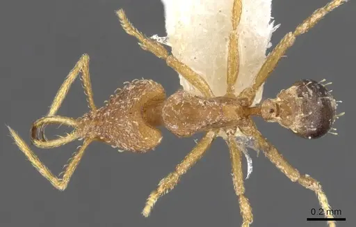 Strumigenys vazerka specimen CASENT0900598 image casent0900598_1
