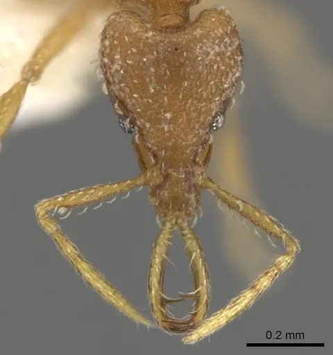 Strumigenys vazerka specimen CASENT0900598 image casent0900598_2