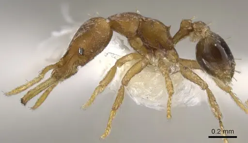 Strumigenys vazerka specimen CASENT0900598 image casent0900598_3