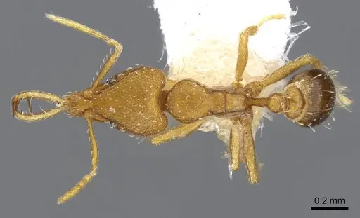 Strumigenys vazerka specimen CASENT0914779 image casent0914779_1