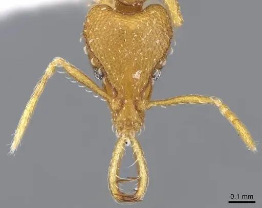 Strumigenys vazerka specimen CASENT0914779 image casent0914779_2