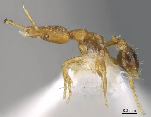 Strumigenys vazerka specimen CASENT0914779 image casent0914779_3