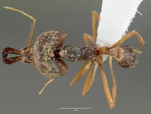 Strumigenys vazimba specimen CASENT0005644 image casent0005644_1