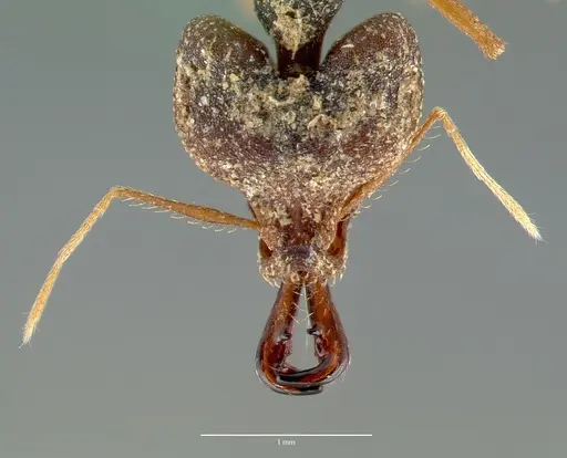 Strumigenys vazimba specimen CASENT0005644 image casent0005644_2