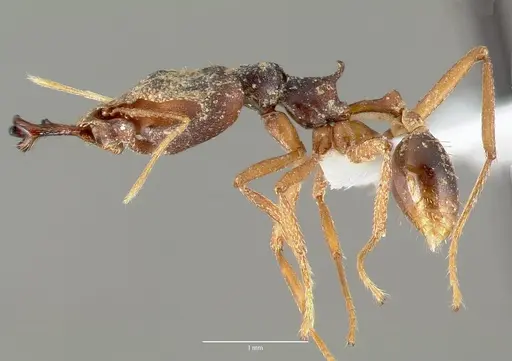 Strumigenys vazimba specimen CASENT0005644 image casent0005644_3