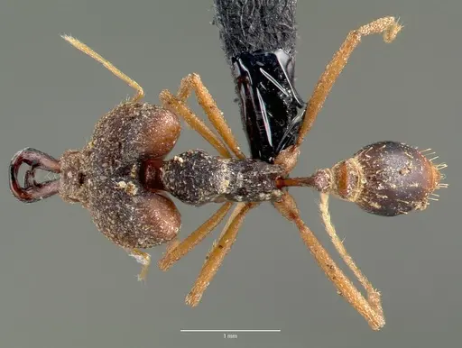 Strumigenys vazimba specimen CASENT0005645 image casent0005645_1