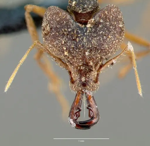 Strumigenys vazimba specimen CASENT0005645 image casent0005645_2
