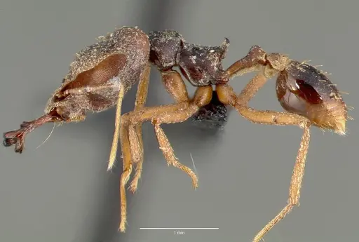 Strumigenys vazimba specimen CASENT0005645 image casent0005645_3