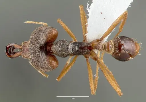 Strumigenys vazimba specimen CASENT0005646 image casent0005646_1