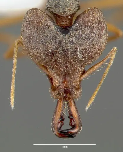 Strumigenys vazimba specimen CASENT0005646 image casent0005646_2