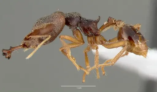 Strumigenys vazimba specimen CASENT0005646 image casent0005646_3
