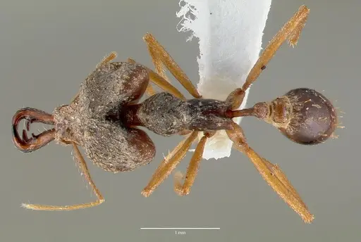 Strumigenys vazimba specimen CASENT0005647 image casent0005647_1