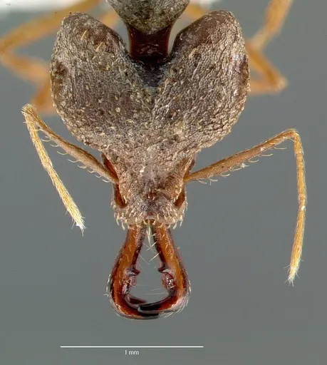 Strumigenys vazimba specimen CASENT0005647 image casent0005647_2