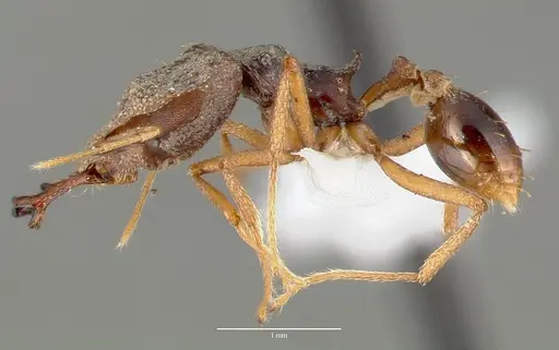 Strumigenys vazimba specimen CASENT0005647 image casent0005647_3