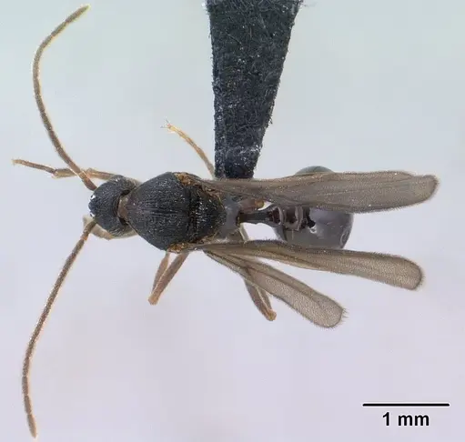 Strumigenys vazimba specimen CASENT0138373 image casent0138373_1