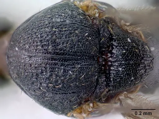 Strumigenys vazimba specimen CASENT0138373 image casent0138373_2