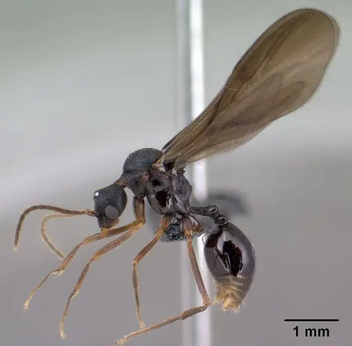 Strumigenys vazimba specimen CASENT0138373 image casent0138373_4