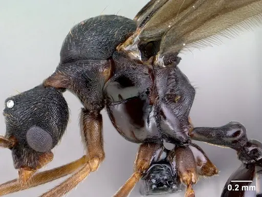 Strumigenys vazimba specimen CASENT0138373 image casent0138373_5