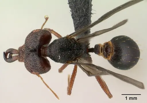 Strumigenys vazimba specimen CASENT0148123 image casent0148123_1