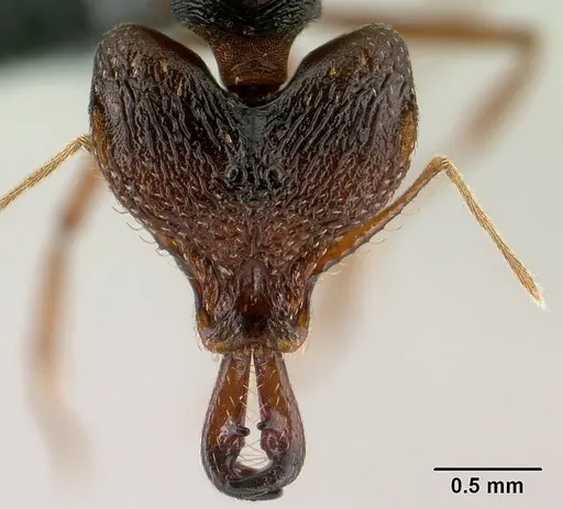 Strumigenys vazimba specimen CASENT0148123 image casent0148123_2