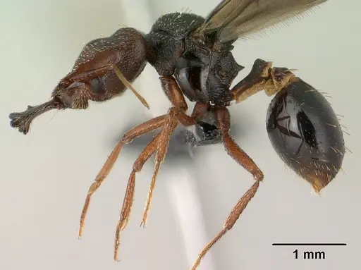 Strumigenys vazimba specimen CASENT0148123 image casent0148123_3