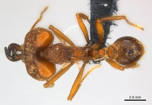 Strumigenys vazimba specimen CASENT0153622 image casent0153622_1