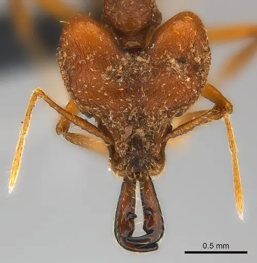 Strumigenys vazimba specimen CASENT0153622 image casent0153622_2