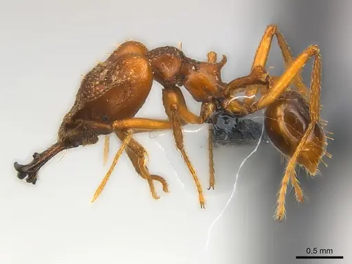 Strumigenys vazimba specimen CASENT0153622 image casent0153622_3