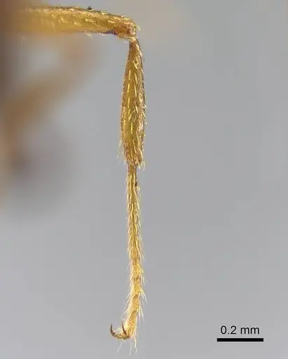 Strumigenys vazimba specimen CASENT0302216 image casent0302216_1