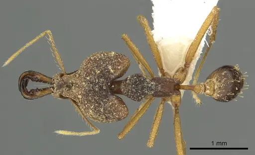 Strumigenys vazimba specimen CASENT0900713 image casent0900713_1
