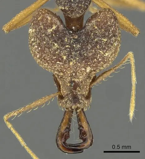 Strumigenys vazimba specimen CASENT0900713 image casent0900713_2