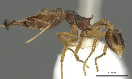 Strumigenys vazimba specimen CASENT0900713 image casent0900713_3