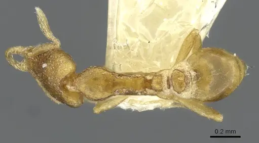 Strumigenys veddha specimen CASENT0911244 image casent0911244_1
