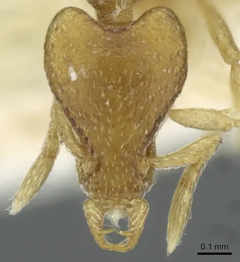 Strumigenys veddha specimen CASENT0911244 image casent0911244_2