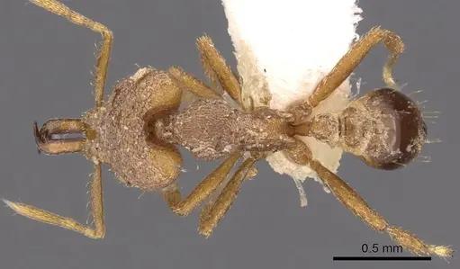 Strumigenys vertigosa specimen CASENT0900875 image casent0900875_1