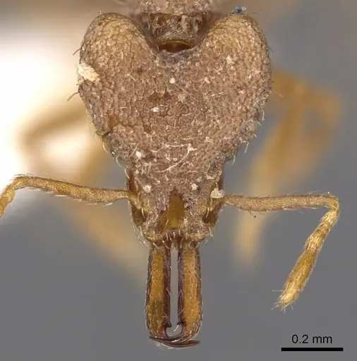 Strumigenys vertigosa specimen CASENT0900875 image casent0900875_2