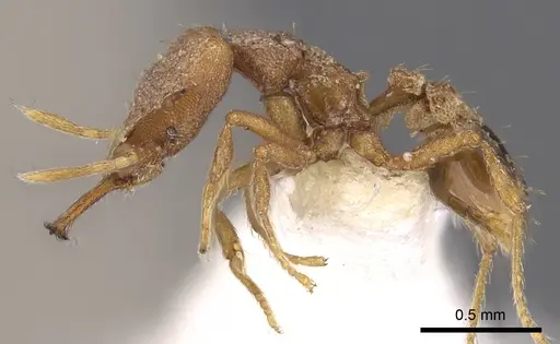 Strumigenys vertigosa specimen CASENT0900875 image casent0900875_3