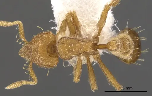Strumigenys vescops specimen CASENT0900113 image casent0900113_1