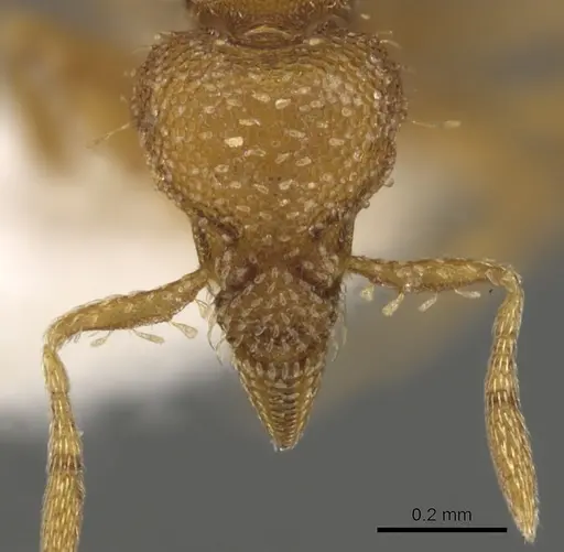 Strumigenys vescops specimen CASENT0900113 image casent0900113_2