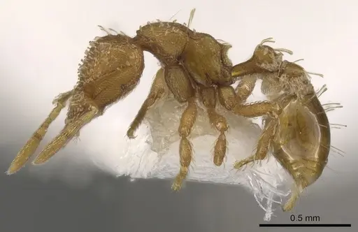 Strumigenys vescops specimen CASENT0900113 image casent0900113_3