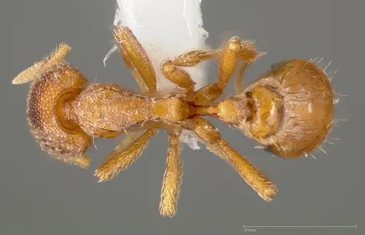 Strumigenys victrix specimen CASENT0005462 image casent0005462_1
