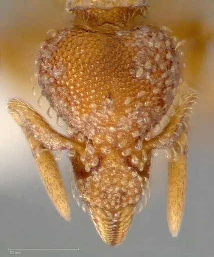 Strumigenys victrix specimen CASENT0005462 image casent0005462_2