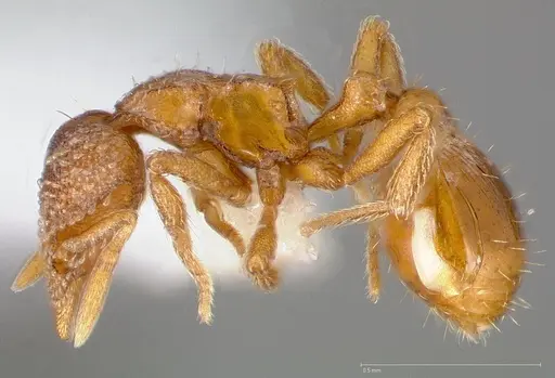 Strumigenys victrix specimen CASENT0005462 image casent0005462_3