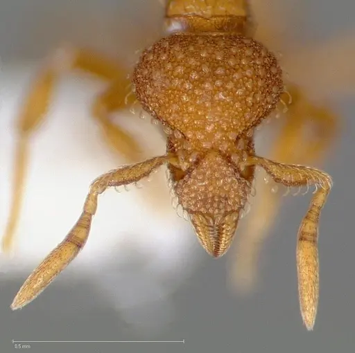 Strumigenys victrix specimen CASENT0005463 image casent0005463_2