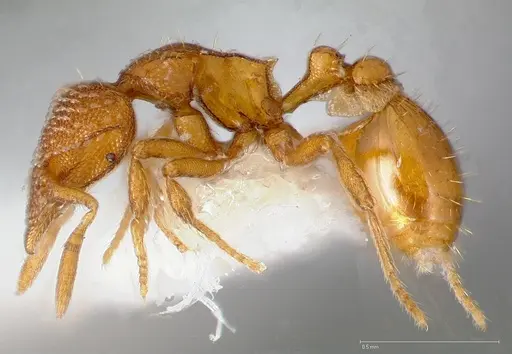Strumigenys victrix specimen CASENT0005463 image casent0005463_3