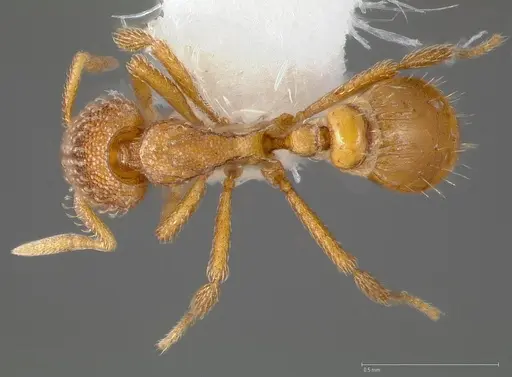 Strumigenys victrix specimen CASENT0005464 image casent0005464_1